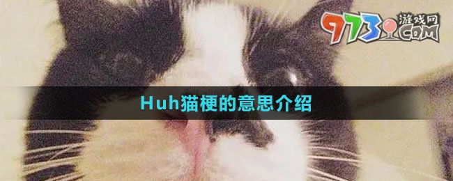 《抖音》Huh貓梗的意思介紹