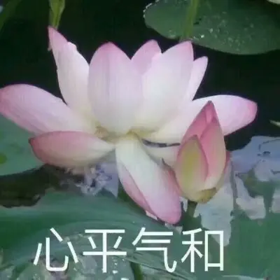 他們朝我扔泥巴梗出處含義介紹